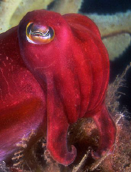 Red cuttle, Kurnell by Doug Anderson 